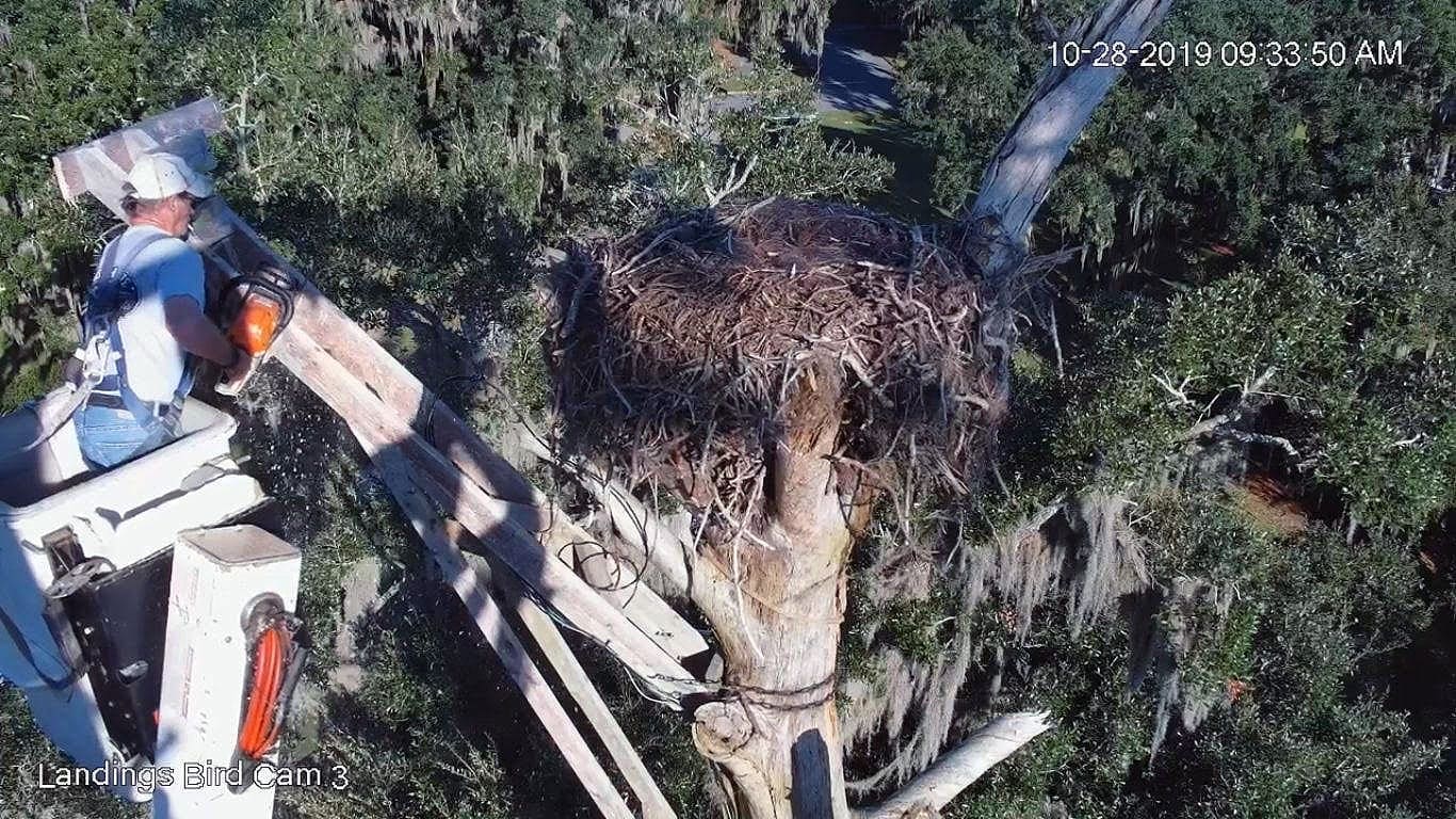 Kelley Tree Service removing Oak tree with Eagles Nest